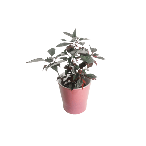 The Poinsettia Plant