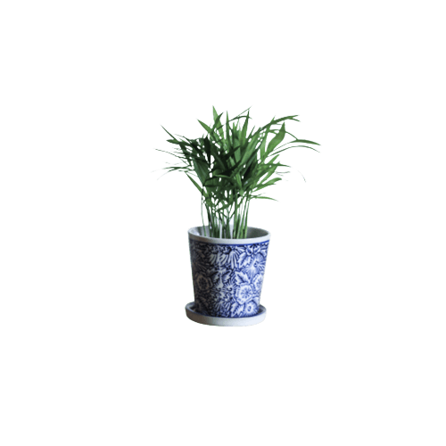 Chamaedorea Elegance Plants With Ceramic Pot
